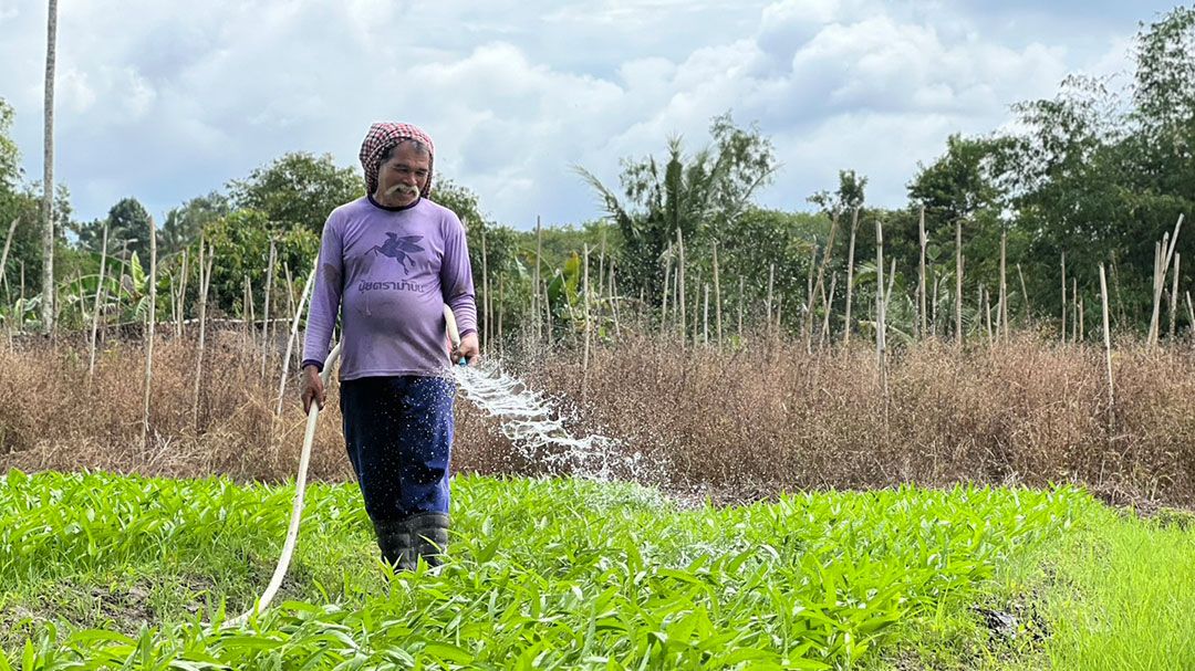 สกู๊ปพิเศษ : เกษตรกรวัย 62 ปี ใช้พื้นที่ครึ่งงาน สร้างรายได้ ฝากภาครัฐ เร่งพยุงราคา รับฟังเสียงเกษตรกร