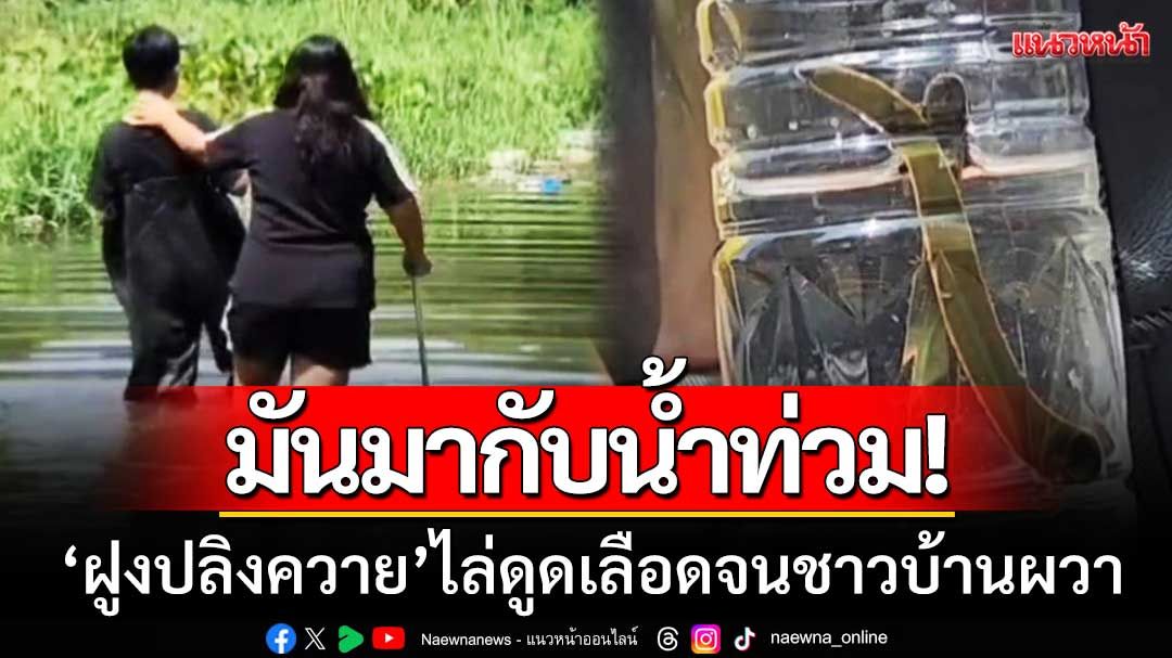 มันมากับน้ำท่วม! ‘ฝูงปลิงควาย’ ไล่ดูดเลือด-จนชาวบ้านเมืองกรุงเก่าผวา
