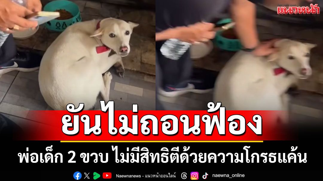 'มูลนิธิวอชด็อกฯ ยันไม่ถอนฟ้อง 'พ่อเด็ก 2 ขวบ' กลับมาตีหมา หลังกัดลูก