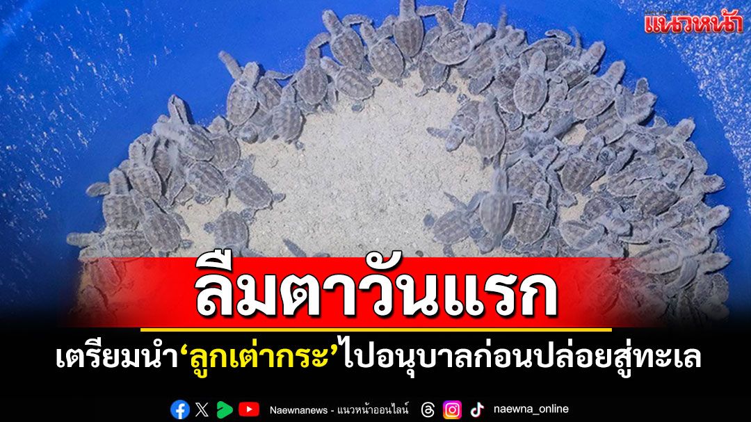 'ลูกเต่ากระ'รังที่23 ลืมตาดูโลกวันแรก เตรียมนำไปอนุบาลก่อนปล่อยคืนสู่ทะเล