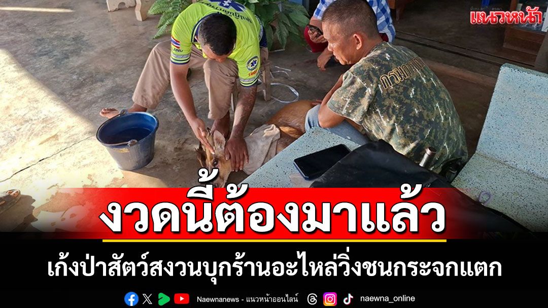 เก้งป่าสัตว์สงวนบุกร้านอะไหล่ที่ลับแลวิ่งชนกระจกแตก ชาวบ้านแห่ส่องเลขที่บ้าน