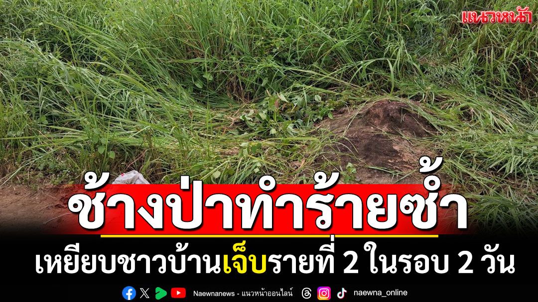 ช้างป่าภูหลวงทำร้ายซ้ำ! เหยียบชาวบ้านเจ็บรายที่ 2 ในรอบ 2 วัน