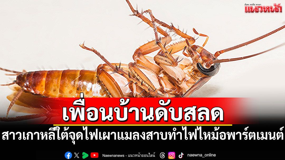สุดสลด! สาวเกาหลีใต้จุดไฟเผาแมลงสาบ ทำไฟไหม้อพาร์ตเมนต์เพื่อนบ้านดับ1ราย