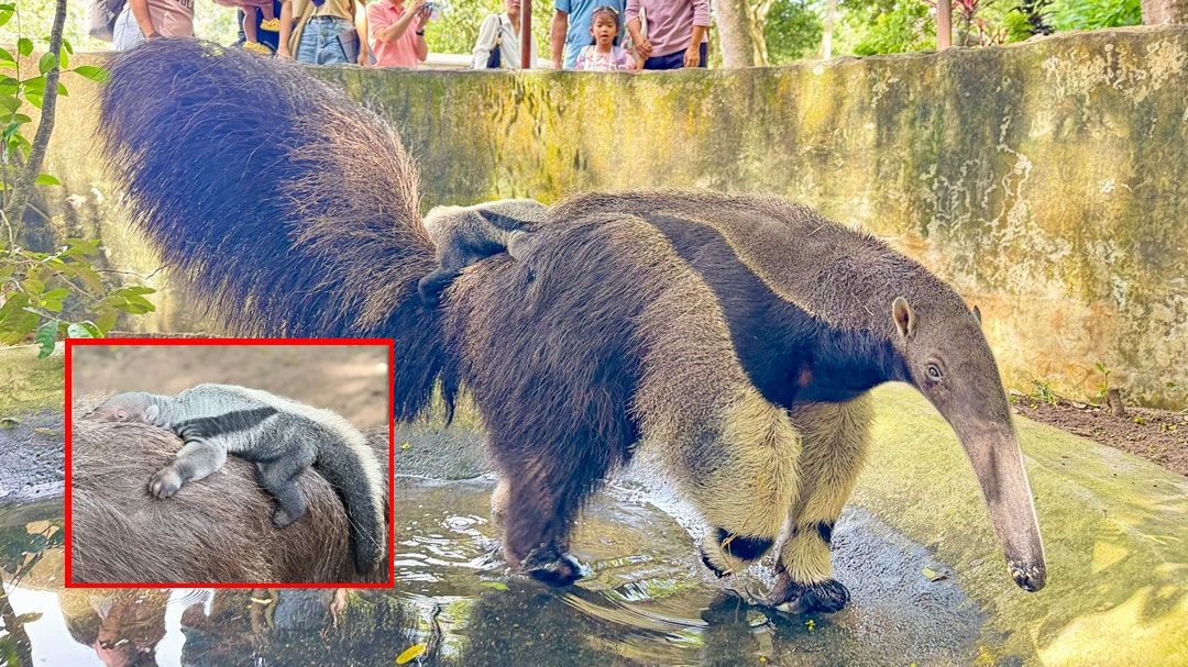 สมาชิกใหม่! ลูกตัวกินมดยักษ์หาชมยาก ลืมตาดูโลกที่สวนสัตว์เปิดเขาเขียว