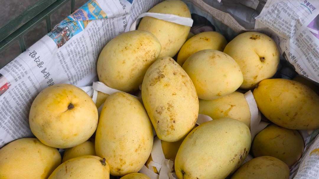 ‘ศุลกากรภาค 2’จับสิบล้อบรรทุก‘มะม่วงเถื่อน’เวียดนาม ลักลอบนำเข้า 8,400 กก.