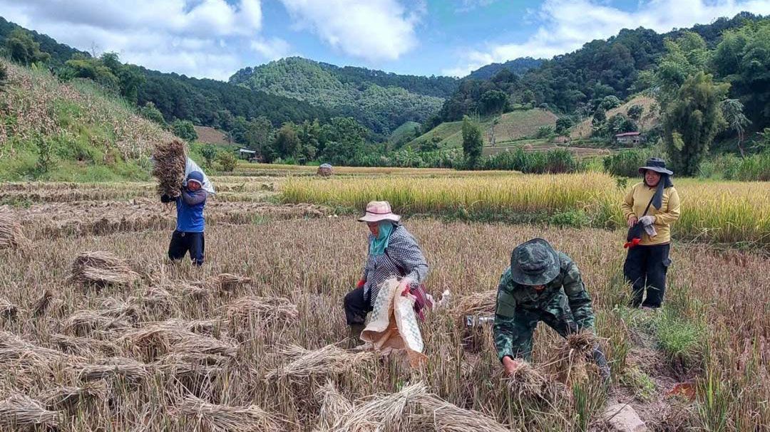 'มทบ.38'ลงพื้นที่ช่วยชาวนา'เกี่ยวข้าว เกี่ยวสานสัมพันธ์พี่น้องไทย'