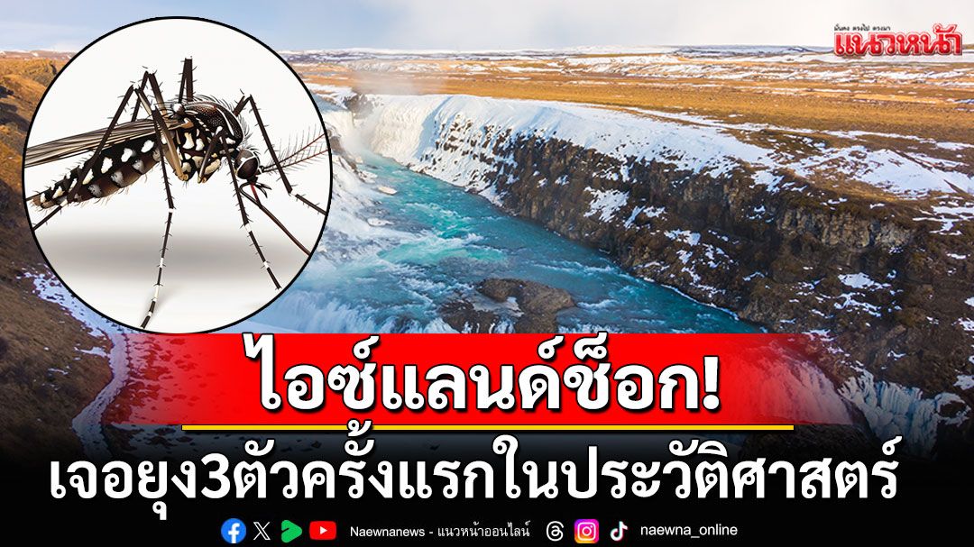 ชาวไอซ์แลนด์ช็อก! เจอยุง3ตัวครั้งแรกในประวัติศาสตร์ หลังอุณหภูมิพุ่งสูงขึ้น