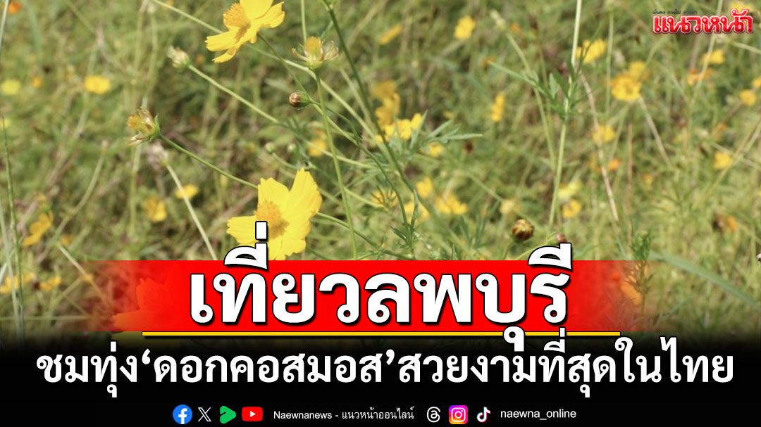 เที่ยวลพบุรี อลังการทุ่ง'ดอกคอสมอส' สวยงามที่สุดในไทย