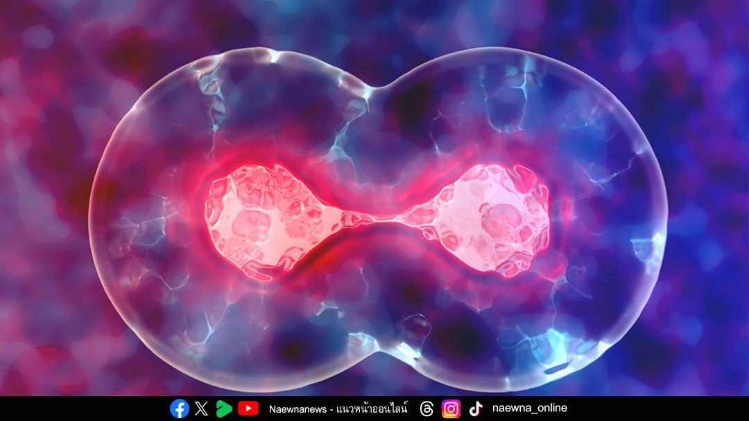 นวัตกรรมจากสารสกัดมังคุดเสริมฤทธิ์ กระตุ้นการทำงานของสเต็มเซลล์