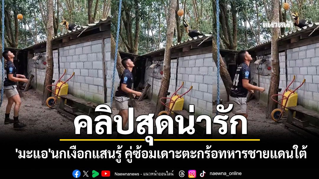คลิปสุดน่ารัก 'มะแอ'นกเงือกแสนรู้ คู่ซ้อมเดาะตะกร้อทหารชายแดนใต้