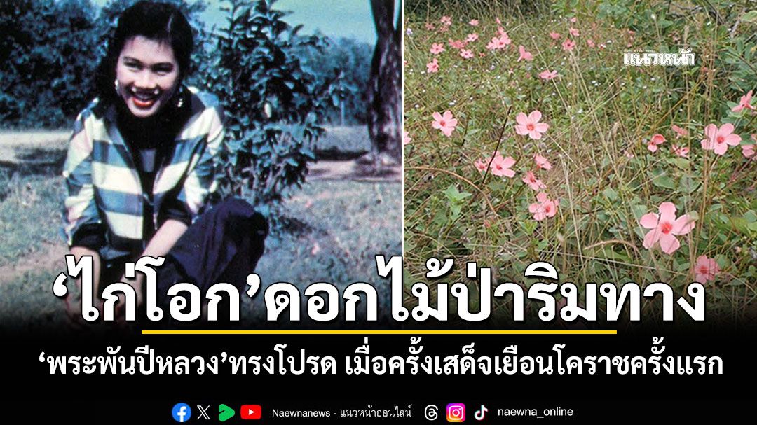 'ดอกไก่โอก' ดอกไม้ป่า'พระพันปีหลวง'ทรงโปรด เมื่อครั้งเสด็จเยือนโคราชครั้งแรก