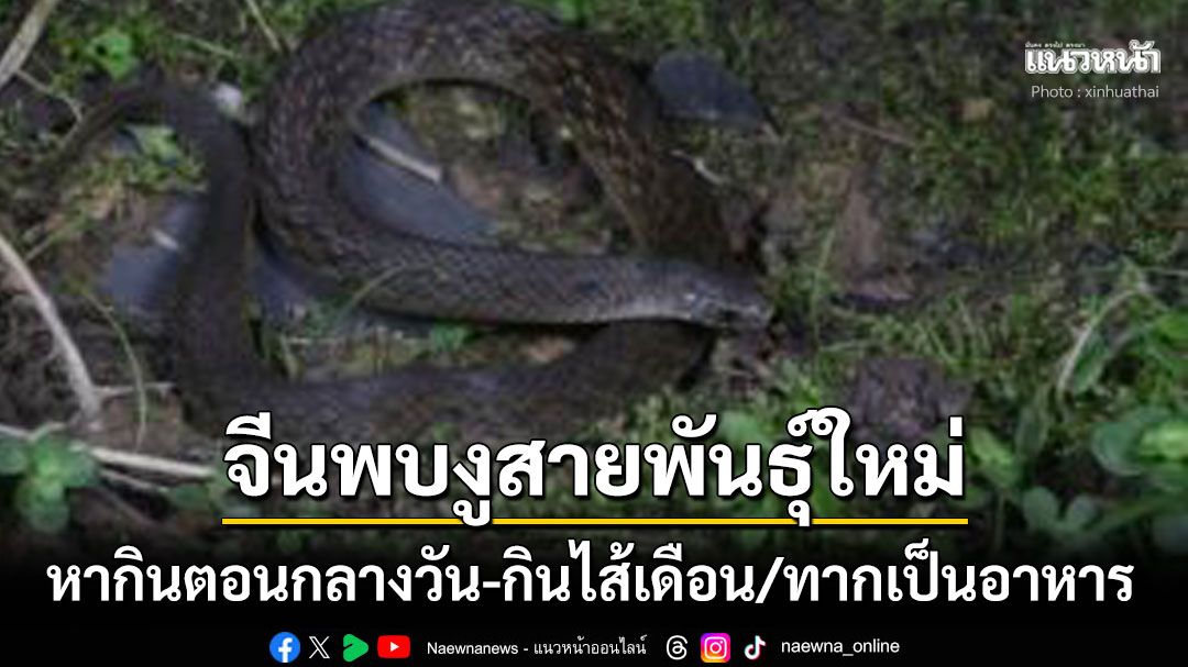 จีนตื่น! ค้นพบ'งู'สายพันธุ์ใหม่ หากินตอนกลางวัน-กินไส้เดือน/ทากเป็นอาหาร