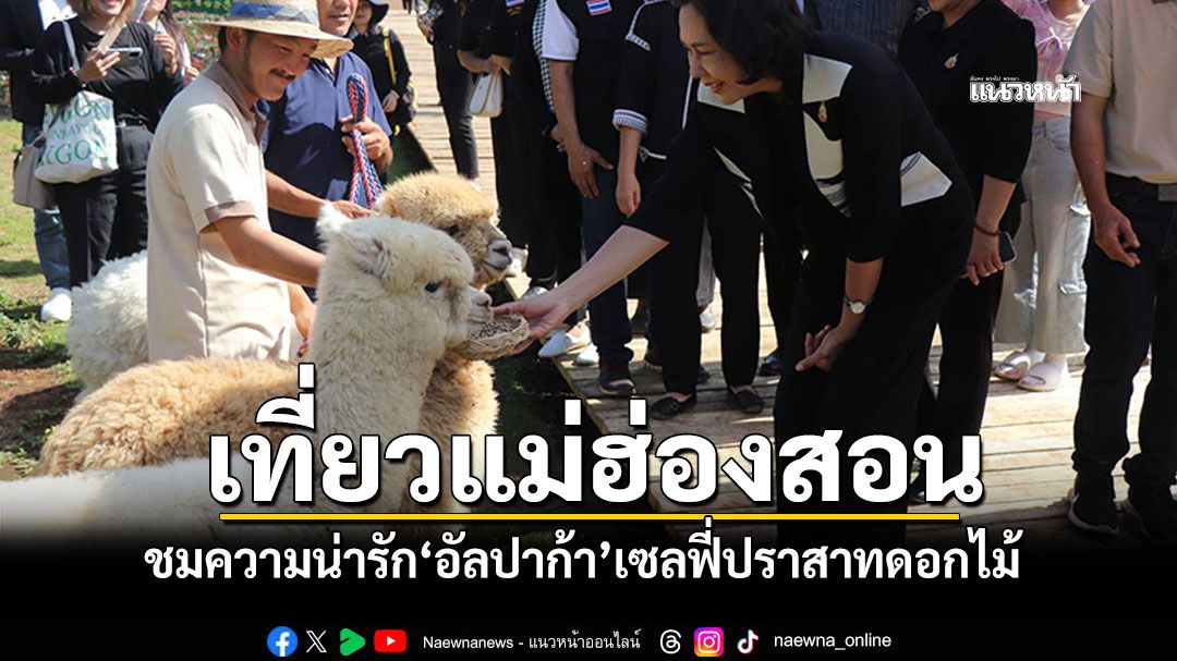 แม่ฮ่องสอนเปิดแหล่งท่องเที่ยวใหม่ ชมความน่ารัก'อัลปากา-แกะ' เซลฟี่ปราสาทดอกไม้