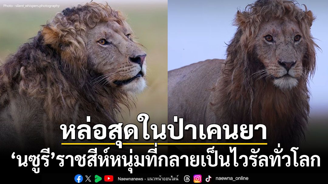 กลายเป็นไวรัล! ราชสีห์หนุ่มสุดหล่อแห่งป่าเคนยา ชาวเน็ตแห่ชมความสวยของแผงคอ