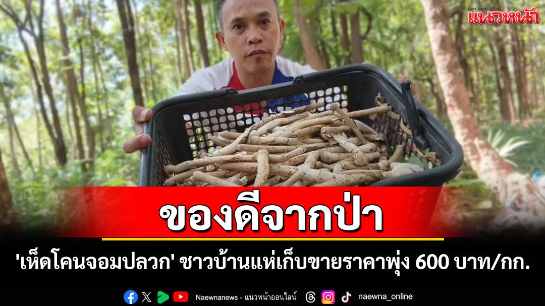 ของดีจากป่า 'เห็ดโคนจอมปลวก' พะเยาผุดแล้ว ชาวบ้านแห่หาสร้างรายได้พุ่ง 600 บาท/กก.