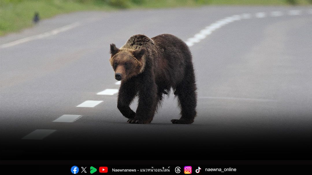 คุยกัน 7 วันหน : เมื่อเหล่าหมีออกจากป่า มาไล่ทำร้ายคนทั่วญี่ปุ่น !?!