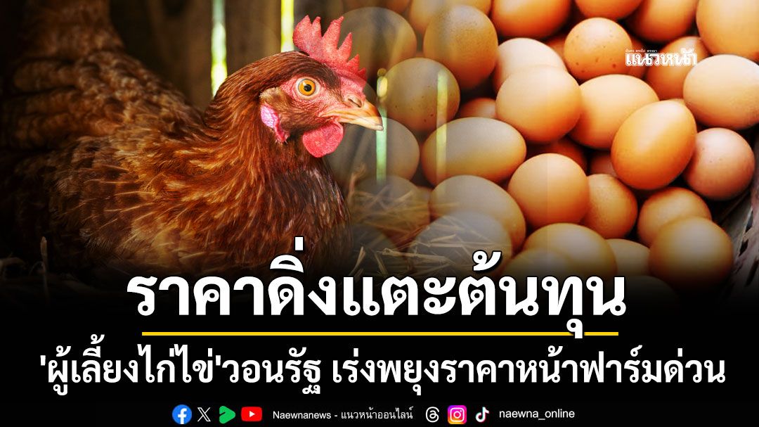 'ผู้เลี้ยงไก่ไข่'วอนรัฐ เร่งพยุงราคาหน้าฟาร์มด่วน เหตุราคาดิ่งแตะต้นทุน