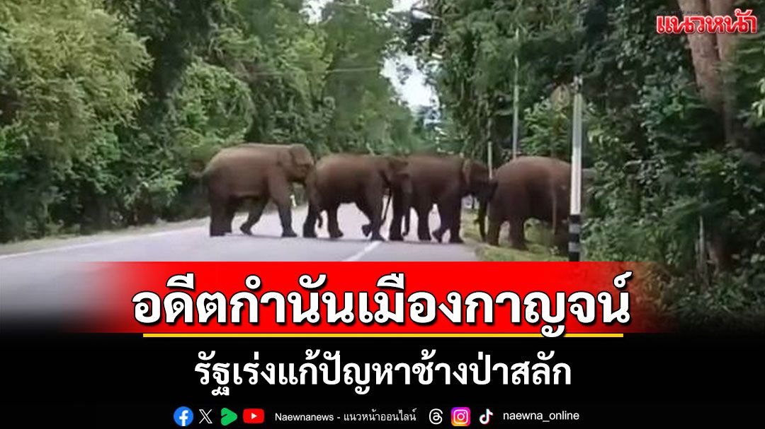 อดีตกำนันเมืองกาญจน์วอนรัฐเร่งแก้ปัญหาช้างป่าสลักพระก่อนวิกฤตความขัดแย้งคน-ช้างรุนแรงหนัก