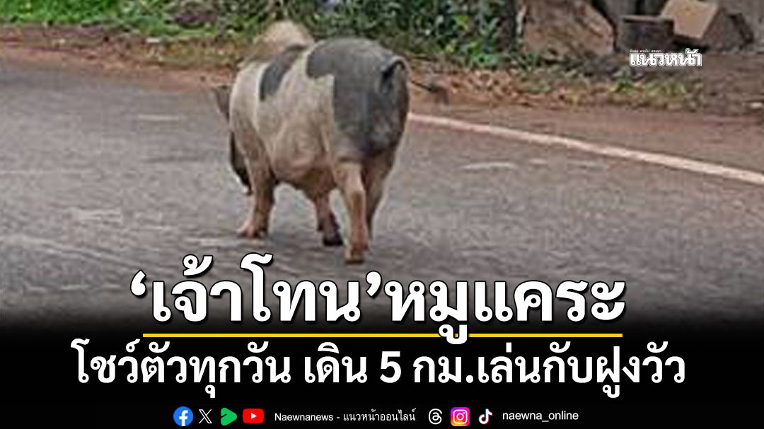 ‘เจ้าโทน’หมูแคระโชว์ตัวบนถนนทุกวัน เดินไกล 5 กม.เล่นกับฝูงวัว