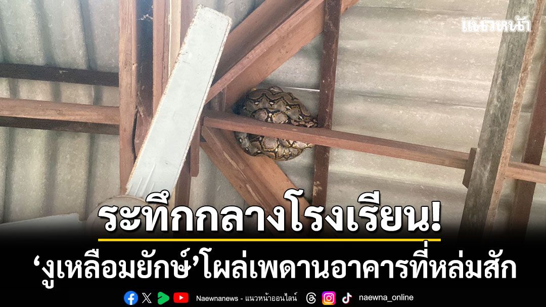ระทึกกลางโรงเรียน! ‘งูเหลือมยักษ์’ โผล่เพดานอาคาร-กู้ภัยปีนจับนานนับชั่วโมง