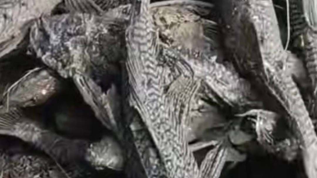 สัญญาณเตือน : หยุดวงจรปลาต่างถิ่น ปลาเถื่อน จากแหล่งค้า–ฟาร์ม–ธรรมชาติ