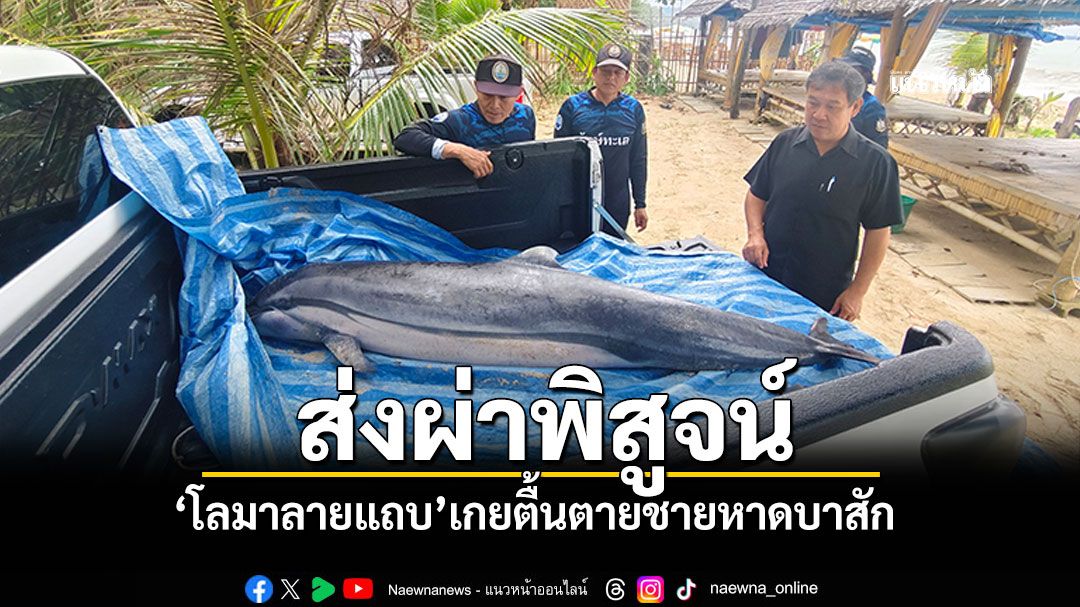 ส่งผ่าพิสูจน์! 'โลมาลายแถบ'เกยตื้นตาย'ชายหาดบาสัก' พบมีบาดแผลถลอก