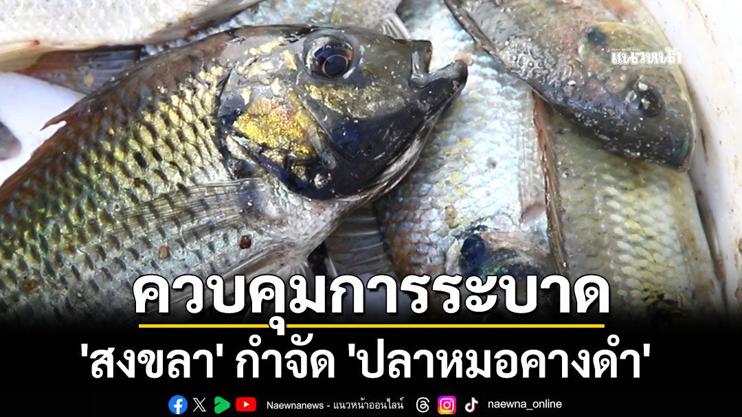 'สงขลา' กำจัด 'ปลาหมอคางดำ' ควบคุมระบาดสัตว์น้ำต่างถิ่น