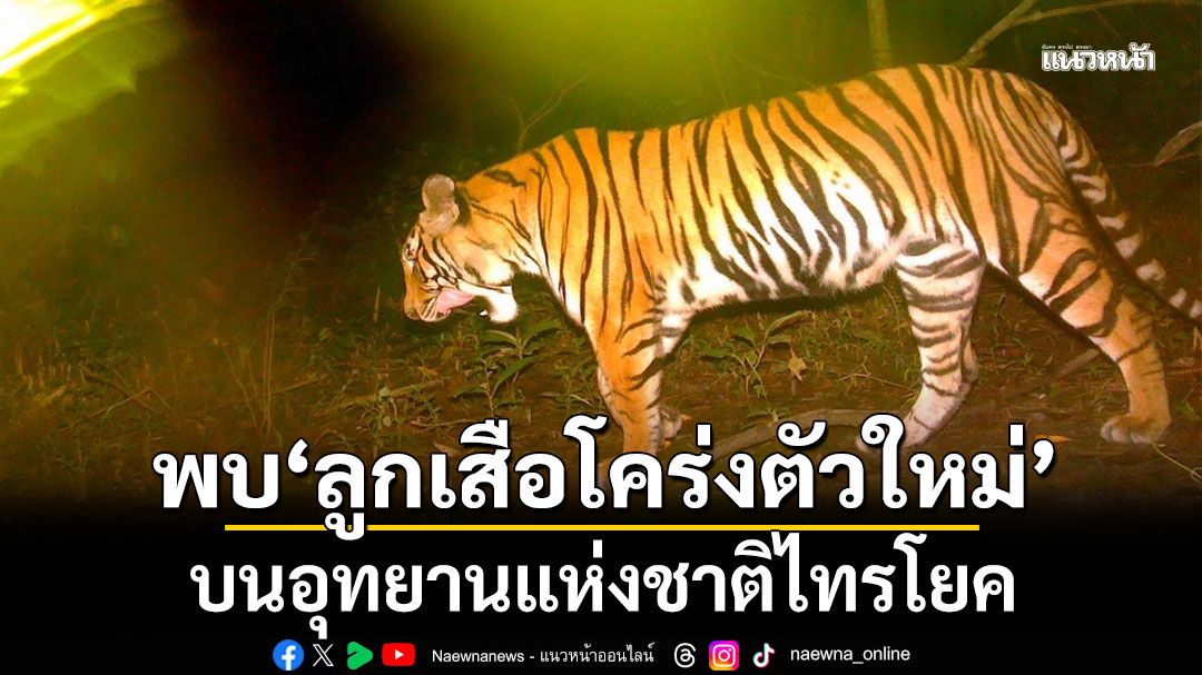 ข่าวดี!!! ‘อุทยานแห่งชาติไทรโยค’ พบ ‘ลูกเสือโคร่งตัวใหม่’ สั่งคุมเข้มป้องกันภัยคุกคาม