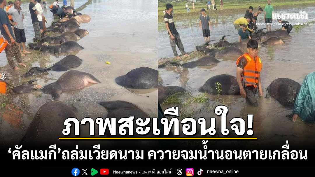 ชาวเน็ตสะเทือนใจ! เพจดังเผยภาพควายนอนตายเกลื่อนทุ่งนา หลังพายุคัลแมกีถล่มเวียดนาม