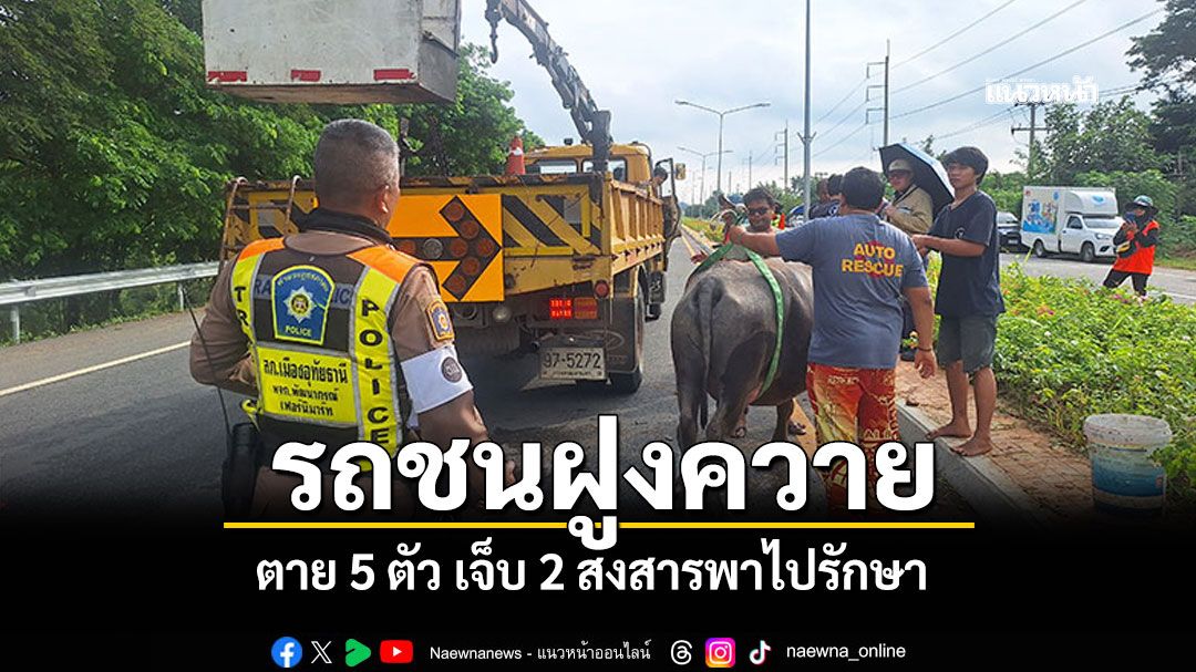 ไฟริมทางมืด! รถยนต์พุ่งชนควายบนถนน ตาย 5 ตัว เจ็บ 2 ตัว