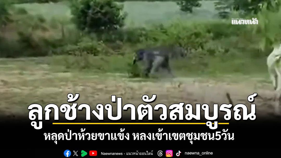 ไล่ต้อนจับ'ลูกช้างป่าตัวสมบูรณ์' หลุดป่าห้วยขาแข้ง พลัดหลงเข้าเขตชุมชน5วัน