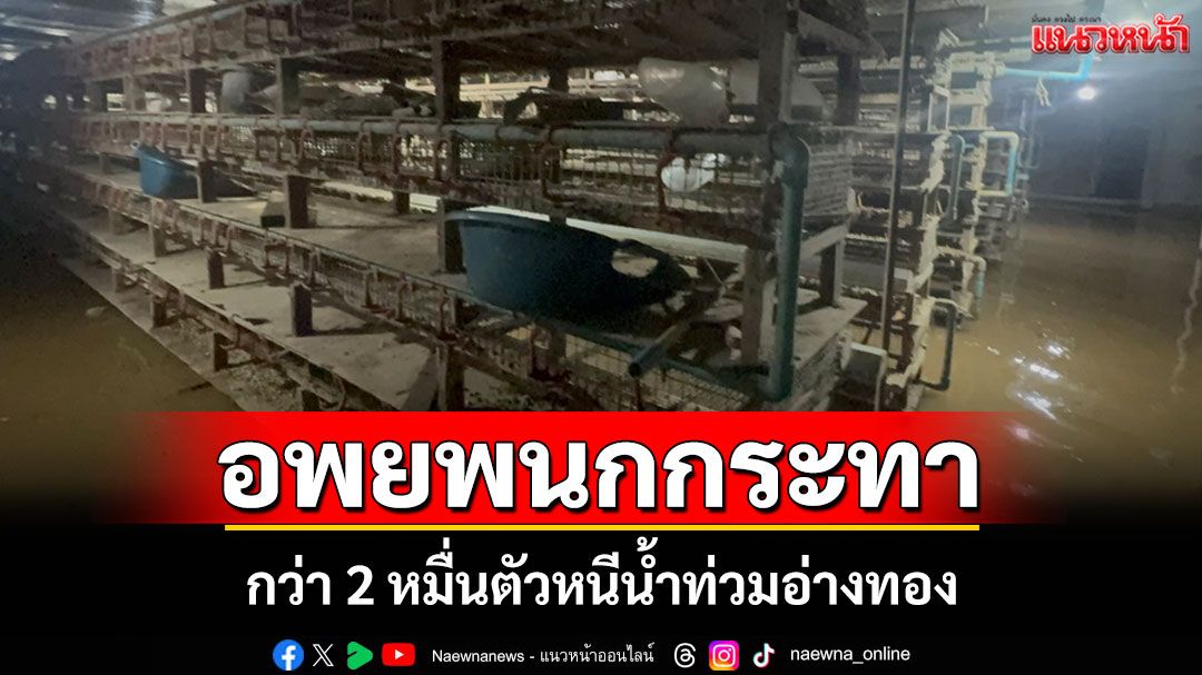 น้ำทะลักท่วมอ่างทอง! เจ้าของฟาร์มเร่งย้ายนกกระทา 2 หมื่นตัวหนีตาย