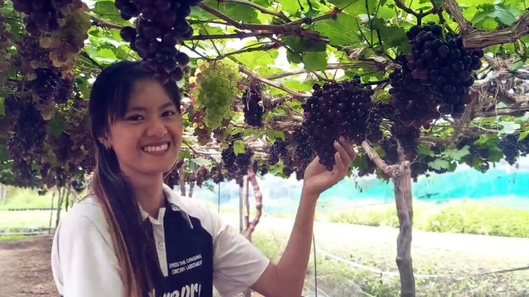 เปิดฤดูกาลเข้าตัดองุ่นที่ไร่ภูกลองฮิลล์ ชวนสัมผัสเสน่ห์องุ่นสดกลางขุนเขา เมืองพะเยา