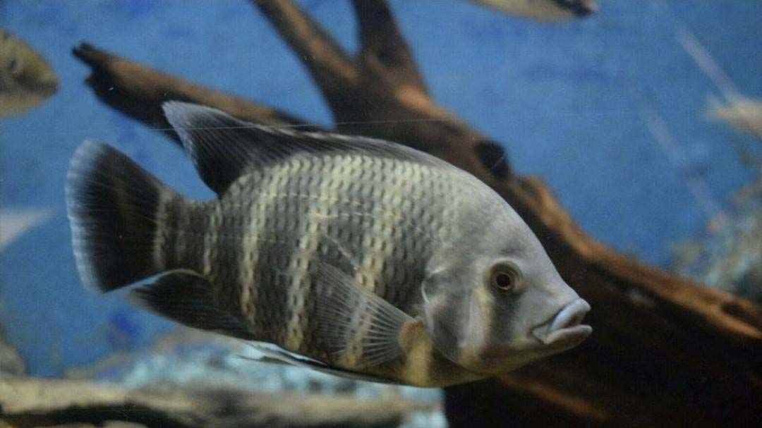 ส่องช่องโหว่ลักลอบนำเข้า-ส่งออกปลาต่างถิ่น ต้นเหตุรุกรานระบบนิเวศ