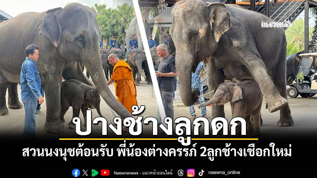 ปางช้างลูกดก! สวนนงนุชพัทยา ต้อนรับพี่น้องต่างครรภ์ สองลูกช้างเชือกใหม่