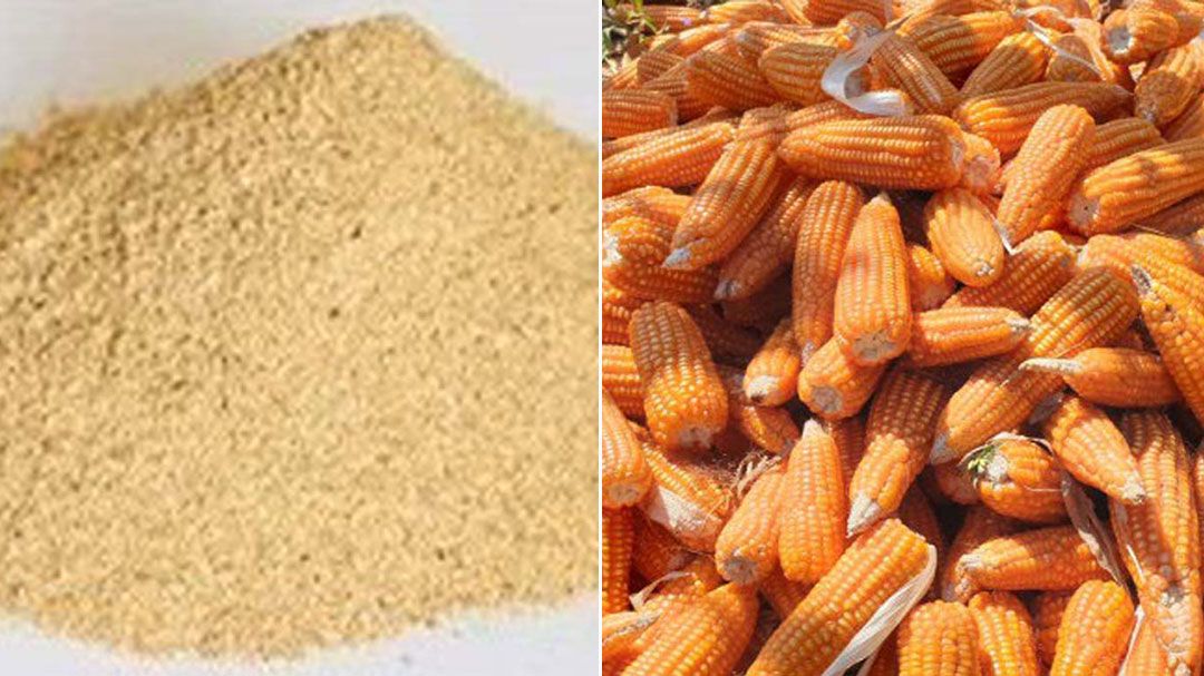 'สมาพันธ์ปศุสัตว์และเพาะเลี้ยงสัตว์น้ำ'ขอบคุณ'ครม.' เห็นชอบกำหนดนโยบายและมาตรการนำเข้ากากถั่วเหลือง-ข้าวโพด