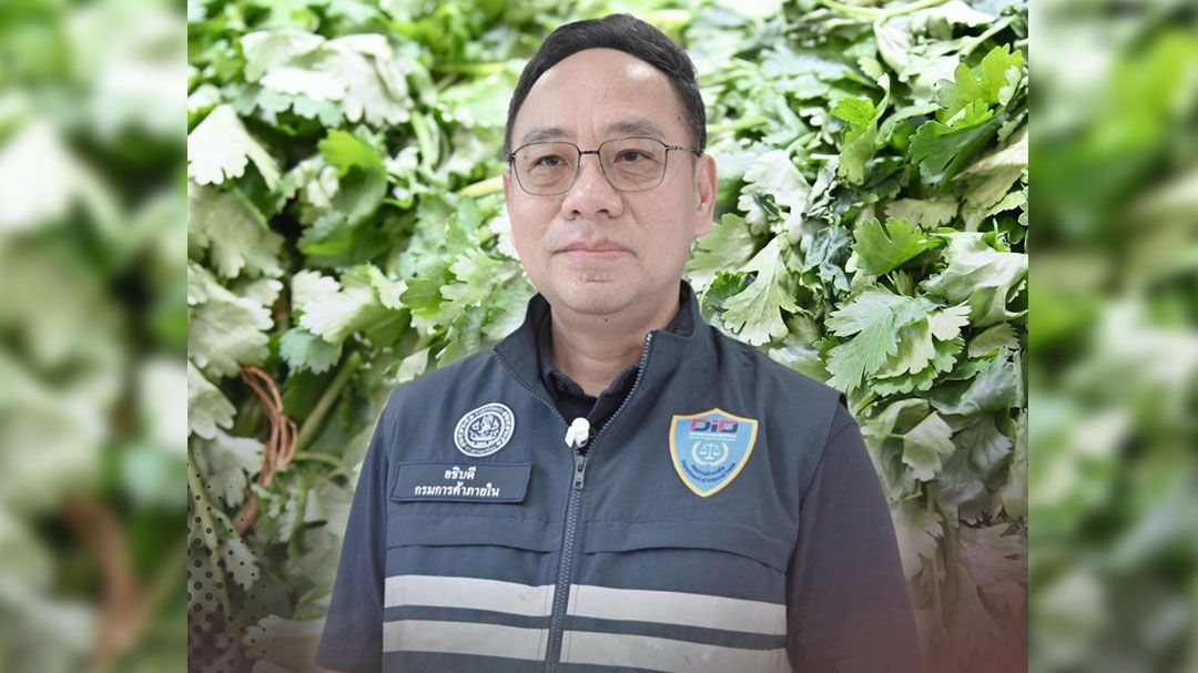 'DIT'ลุยตรึงราคาผักชีปลายฝน! เร่งกระจายผลผลิตจากแหล่งอื่นเข้าทดแทน คาดราคาลดลงสัปดาห์หน้า