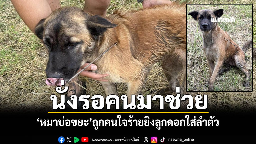 แสนสงสาร'น้องหมาบ่อขยะ' นั่งรอคนมาช่วย ถูกคนใจร้ายยิงลูกดอกใส่ข้างลำตัว