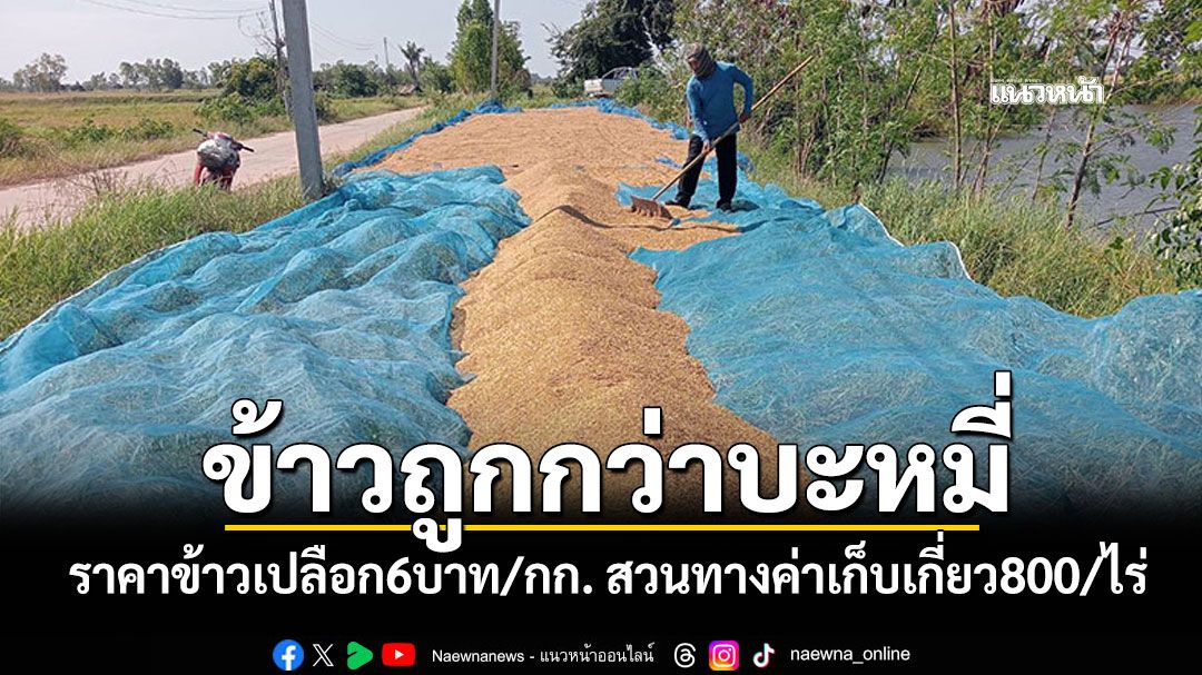 กาฬสินธุ์ชาวนาอ่วม ข้าวเปลือกราคาถูกกว่าบะหมี่ กก.ละ 6 บาทขาดทุนซ้ำซาก