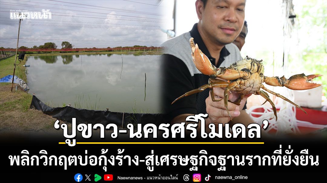 ‘ปูขาว-นครศรีโมเดล’ พลิกวิกฤตบ่อกุ้งร้าง-สู่ธุรกิจปูขาวเศรษฐกิจที่ยั่งยืน