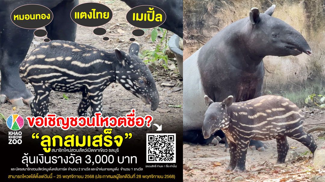 'สวนสัตว์เปิดเขาเขียว'ชวนร่วมโหวตตั้งชื่อ'ลูกสมเสร็จ' ชอบชื่อไหน 'หมอนทอง-แตงไทย-เมเปิ้ล' ลุ้นรับเงิน 3,000 บาท