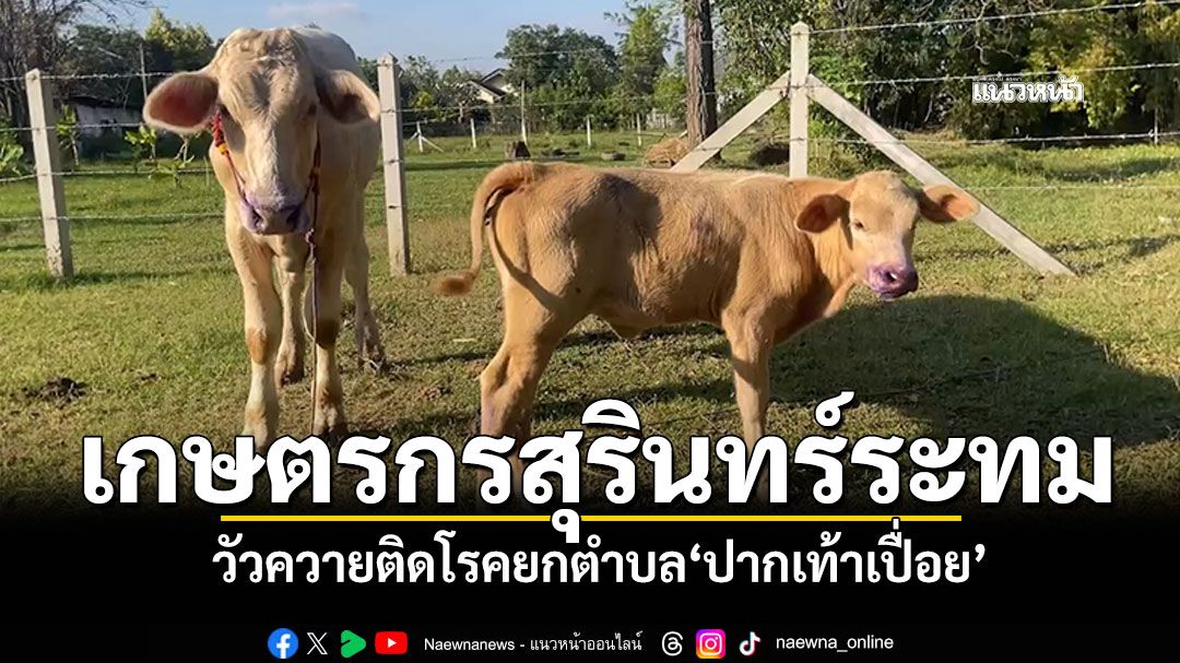 เกษตรกรระทม! 'วัวควาย'ติดโรคยกตำบล ระบาดหนักรอบ10ปี'โรคปากเท้าเปื่อย'