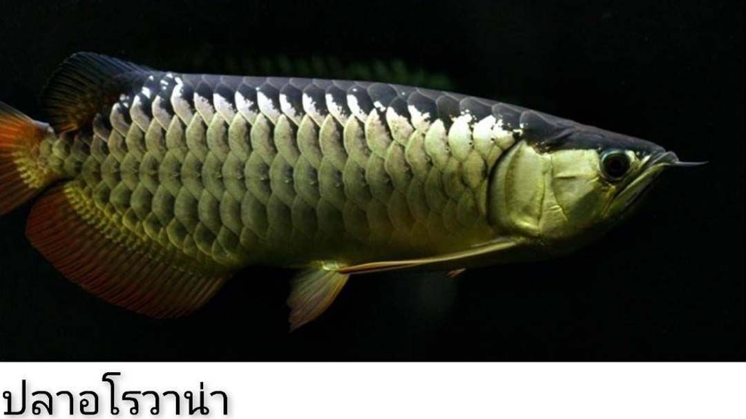 นักวิชาการชี้ลักลอบนำเข้าปลาต่างถิ่น ปัญหาหลักกระทบระบบนิเวศ แนะรัฐแก้แต่ต้นทาง