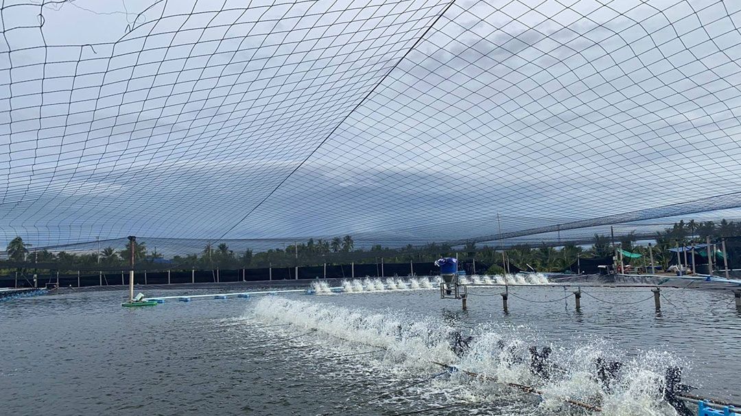 สกู๊ปพิเศษ : เกษตรกรบ้านแพ้วเปิดสูตรเลี้ยงกุ้ง “ระบบพัฒนา”  ป้องกันโรค ผลผลิตแน่นอน มีกำไร