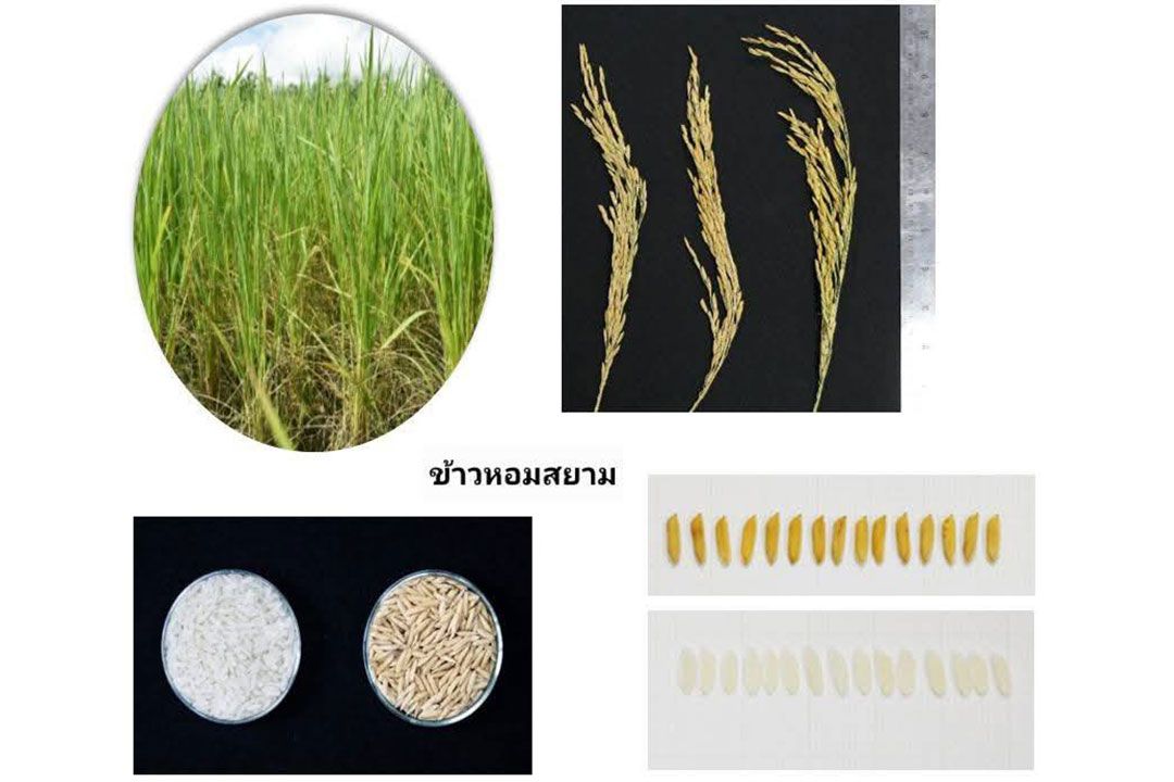 'กรมการข้าว' เตือนชาวนา ข้าวพันธุ์ 'หอมสยาม' ไม่ใช่ข้าวหอมมะลิไทย
