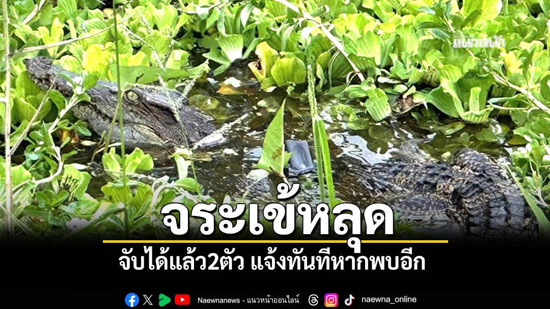 จับได้แล้ว2ตัว! \'จระเข้หลุด\'สมุทรสาคร ระวังเด็กเล็กเล่นริมคลอง ย้ำแจ้งทันทีหากพบอีก