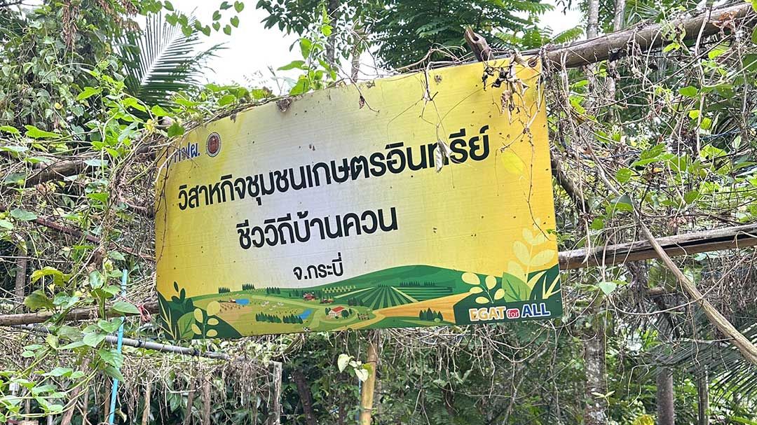 วิสาหกิจชุมชนชีววิถีเกษตรอินทรีย์บ้านควน และกิจการเพื่อสังคมชีววิถีบ้านคลองท่อมใต้ จังหวัดกระบี่