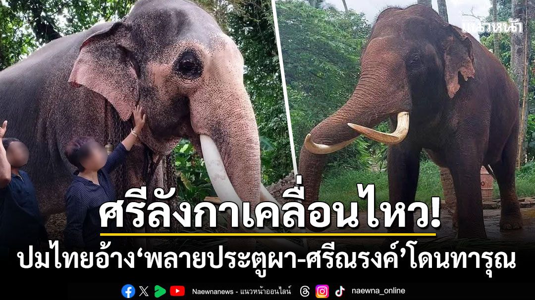 'ศรีลังกา'เคลื่อนไหวแล้ว! ตั้งทีมตรวจสุขภาพ'พลายประตูผา-ศรีณรงค์' หลังไทยอ้างช้างโดนทารุณ