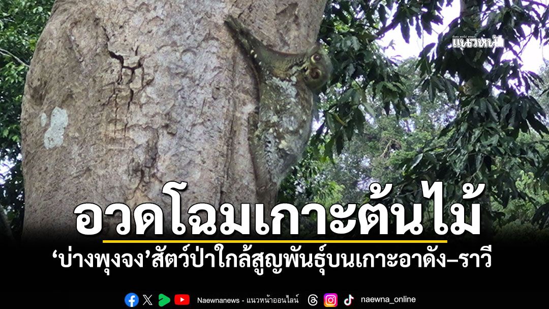 นักท่องเที่ยวตื่นตา! พบ\'บ่างพุงจง\'ห้อยหัวโชว์ตัวระยะประชิด สะท้อนความสมบูรณ์ป่าตะรุเตา
