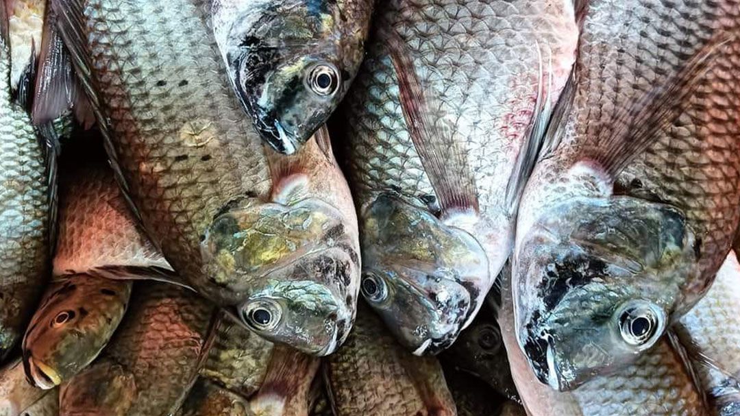 วิกฤตคลี่คลาย! สำรวจพบ'ปลาหมอคางดำ'ลดลงชัด สะท้อนการจัดการเชิงรุกได้ผล